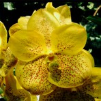 Vanda Suksamran Gold-Flowering Size